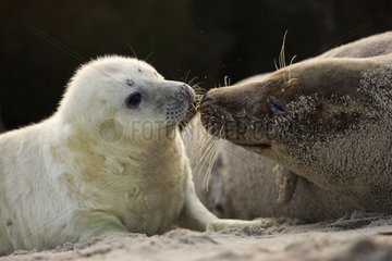 Tenderness between Gray seal whitecoat and mother Germany