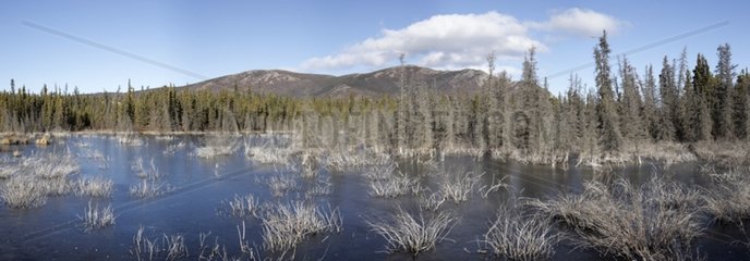 Landscape of tundra Yukon Canada