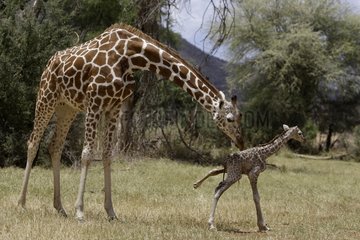 Female giraffe looking at her newborn standing Kenya