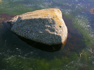 Granite rock in frozen water Aubrac Lozere France