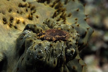 Crab on a Sea Cucumber in the Maldives