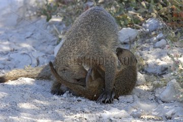 Banded mongoose toileting its young Etosha Namibia