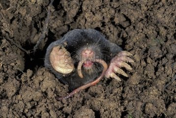 European Mole leaving ground Lombric in the mouth