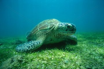 Grüne Schildkröte am Unterwasser Herbarium von Ngouja Mayotte
