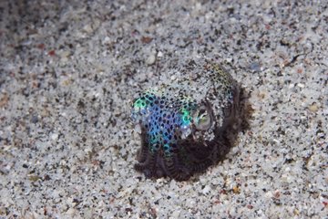Mimika bobtail burrying itself in sand Gili Banta Indonesia