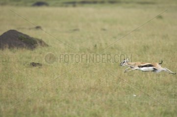 Thomson's gazelle pursued by a Cheetah Masai Mara Kenya