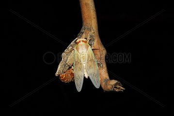 Japanese cicada just leaving its moult
