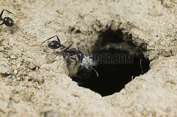 Mediterrane Ameisen beim Eintritt der Anthill