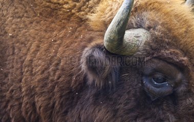European bison in a reintroduction center in Spain