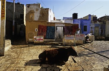 Heilige Kuh in den StraÃŸen von Jaisalmer Rajasthan India