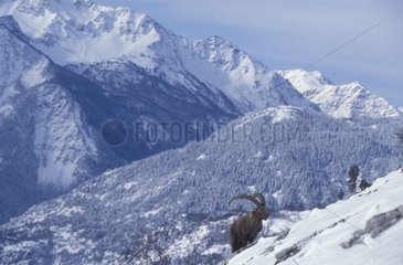 Bouquetin des Alpes mâle grimpant dans la neige Vanoise