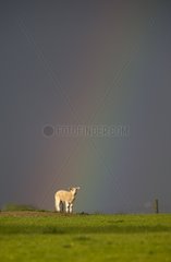 Sheep in a field with a rainbow at spring - GB