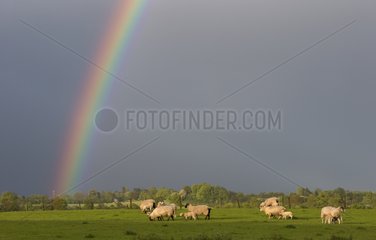 Sheep in a field with a rainbow at spring - GB