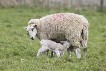 Sheep feeding her lamb in spring - GB