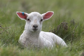 Lamb lying in the grass in spring - GB