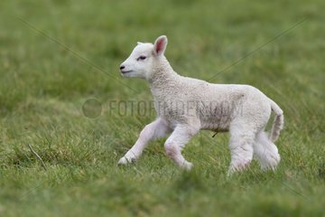 Lamb running in a meadow in spring - GB