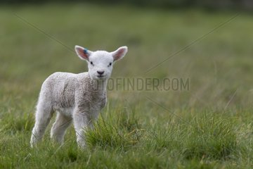 Lamb standing in a meadow in spring - GB