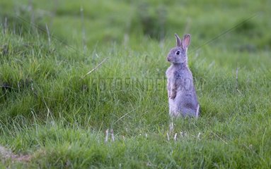 Rabbit standing in a meadow in spring - GB
