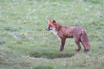 Red Fox standing close to its set in meadow in spring - GB