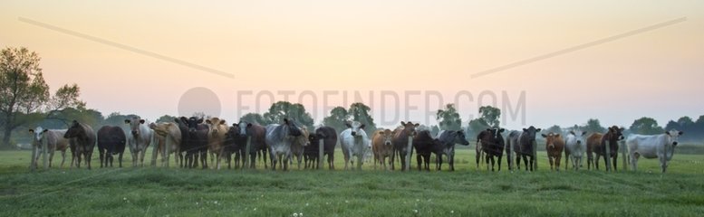 Cattle standing in a meadow in spring - GB