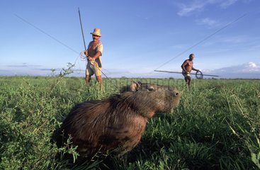 Capybara and hunters Marajo island Brazil