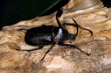 Pizarro Vertical-corn Beetle male Mexico