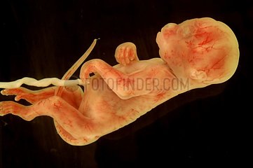 Foetus de macaque
