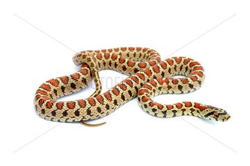 Léopard snake on white background