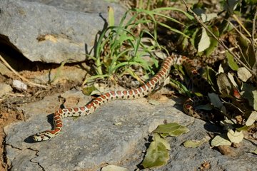 Léopard snake on rock