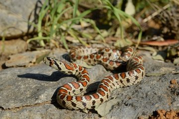 Léopard snake on rock