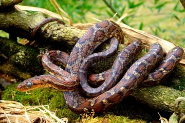 Yellow-red Ratsnake on branches