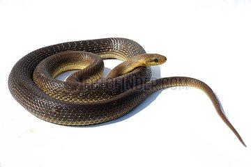 Aesculapian snake on white background