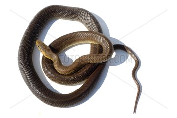 Aesculapian snake on white background