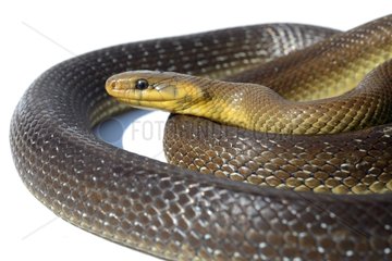 Portrait of Aesculapian snake on white background