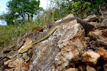 Aesculapian snake on rock - France