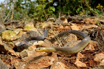 Aesculapian snake on rocks - France