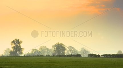 Brown hare in a meadow at sunrise at spring England