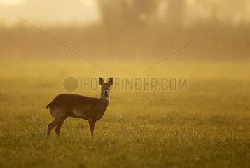 Chinese water deer standing in a meadow at sunrise GB