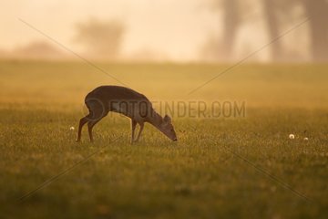 Chinese water deer feeding in a meadow at sunrise GB