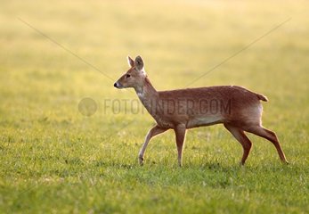 Chinese water deer moving in a meadow at sunrise GB