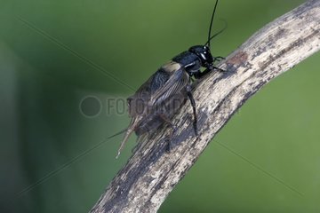 Male of Field Criquet on a piece of wood France