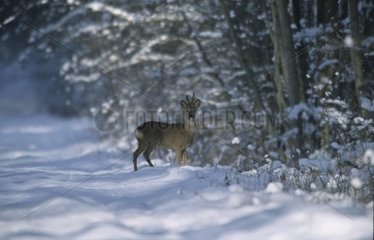 Männliche Hirsche in der Schnee Moselle Frankreich
