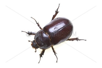 Female european Rhinoceros beetle Provence