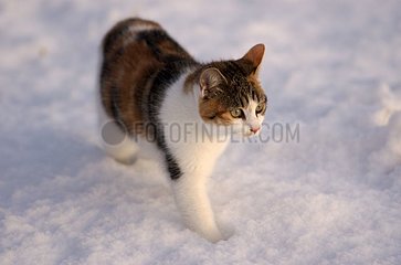 Tricolor She-cat im Schnee in der Winterbrittany