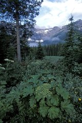 Paysage de forêt et de montagnes PP de Peter Lougheed Canada