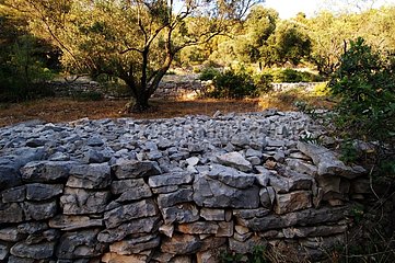 Trockensteinmauern  die Mljet Croatia -Diagramme trennten