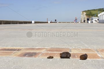 Hundekot in der Nähe des Strandes Pourville-sur-mer Frankreich