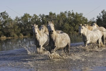 Camargue horses group galloping in the water France