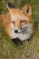 Portrait of a young Red Fox