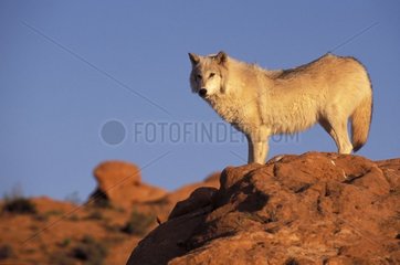 Wolf dominating the valley over its rock the USA